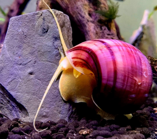 3-Pack Magenta Snails (Pomacea Bridgesii) Large - Live Freshwater Snail