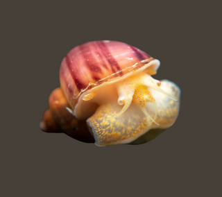 3-Pack Magenta Snails (Pomacea Bridgesii) Large - Live Freshwater Snail