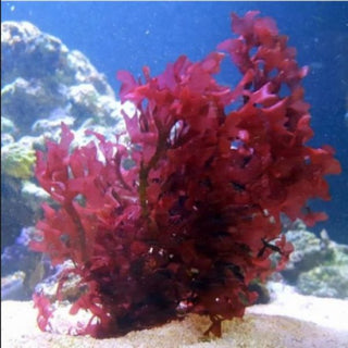 Marine Macro Bundle - 1 Frag Red Gracilaria Hayi & 1 Frag Red OGO Gracilaria - Ideal for Marine Aquarium Setup