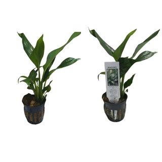 Aquarium Peace Lily (Spathiphyllum Wallisii) Live Aquatic Plant