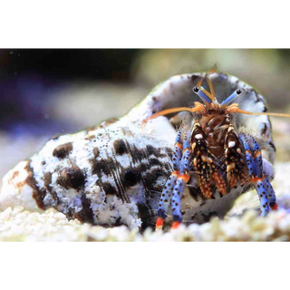 Live Blue Legged Hermit Crabs (Clibanarius Tricolor) 6 Pack - Saltwater Reef Aquarium (CUC)