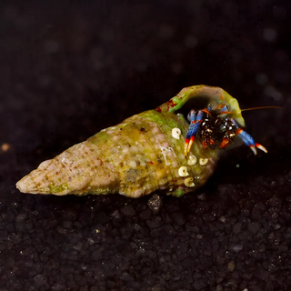 Live Blue Legged Hermit Crabs (Clibanarius Tricolor) 6 Pack - Saltwater Reef Aquarium (CUC)