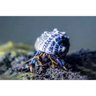 Live Blue Legged Hermit Crabs (Clibanarius Tricolor) 6 Pack - Saltwater Reef Aquarium (CUC)