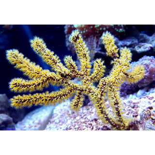 Red or Yellow Finger Gorgonian, Diodogorgia Nodulifera Saltwater Marine Seahorse Aquarium