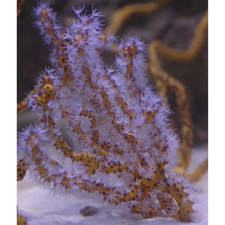 Red or Yellow Finger Gorgonian, Diodogorgia Nodulifera Saltwater Marine Seahorse Aquarium