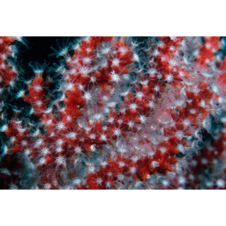 Red or Yellow Finger Gorgonian, Diodogorgia Nodulifera Saltwater Marine Seahorse Aquarium