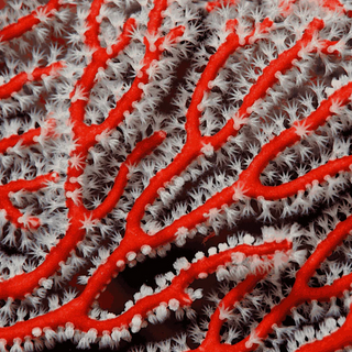 Red or Yellow Finger Gorgonian, Diodogorgia Nodulifera Saltwater Marine Seahorse Aquarium