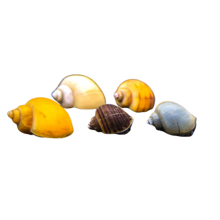 10-Mix Mystery Snails