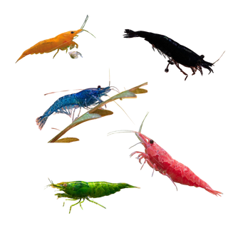 10-Pack Neocaridina Freshwater Skittle Shrimp by Shore Aquatic - Add Vibrant Colors to Your Aquarium, Free Shipping!