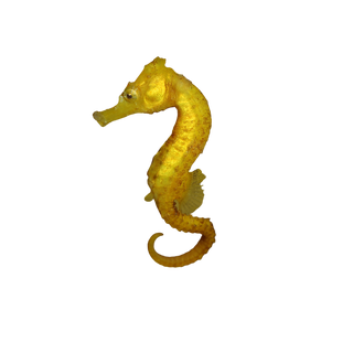 Captive Bred Saddled Hippocampus Erectus Seahorses