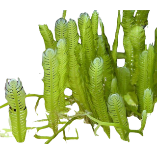 Caulerpa Mexicana (Taxifolia) saltwater macroalgae for your refugium or aquarium