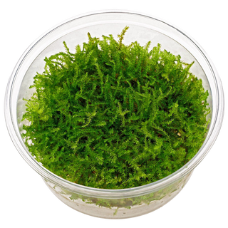 Christmas Moss (Vesicularia Montagnei) 4 oz cup live aquarium plant