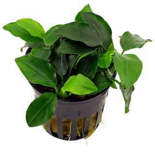 Coffeefolia (Anubias barteri var 'coffeefolia')potted live aquatic plant