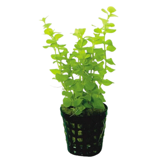 Creeping Jenny (Lysimachia nummularia) aquatic plant bunch