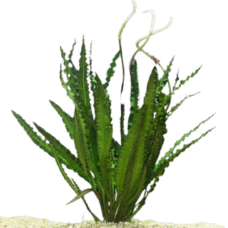 Crispus (Aponogeton crispus) bare root aquarium plant