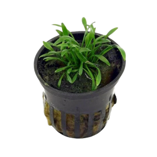 Crypt Parva (Crytocoryne parva) potted aquarium plant