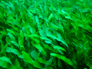 Macro Bundle 4 Pack: Gracilaria Hayi, Red OGO Gracilaria, Caulerpa Mexicana (Taxifolia) & Caulerpa Prolifera - Ideal for Marine Aquarium Setup