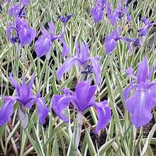 Japanese Variegated Iris, a Great Live Pond Plant for Your Water Garden. This marginal Aquatic is a Real Beauty