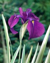 Japanese Variegated Iris, a Great Live Pond Plant for Your Water Garden. This marginal Aquatic is a Real Beauty