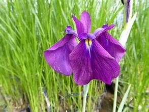 Japanese Variegated Iris, a Great Live Pond Plant for Your Water Garden. This marginal Aquatic is a Real Beauty