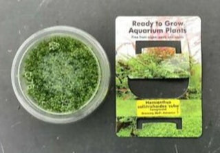 Hemianthus Callitrichoides, Dwarf baby Tears or HC Plant Tissue Culture for freshwater aquarium