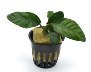 Anubias Bundle (Bartieri, Coffee, Nana Petite) Live Plants