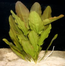 Atlandsberg Sword, Echinodorus Atlandsberg  bare root freshwater aquarium plant (Buy 2, Get 1 Free)