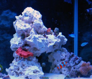 CaribSea SOUTH SEAS BASE ROCK Live Marine Reef Aquarium Rock 10 or 40lbs.