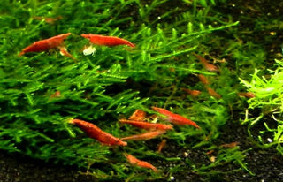 Red Cherry Shrimp -Shrimp for Freshwater Aquariums or Tanks - Vibrant, Hardy, and Low-Maintenance