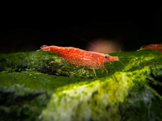 Red Cherry Shrimp -Shrimp for Freshwater Aquariums or Tanks - Vibrant, Hardy, and Low-Maintenance