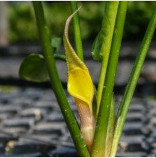 Cryptocoryne Pontederiifolia (Buy 2, Get 1 Free) freshwater aquarium plant