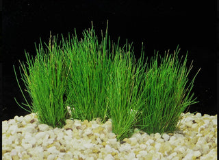 Eleocharis Pusilla Dwarf Hairgrass potted freshwater aquarium plant (Buy 2, Get 1 Free)