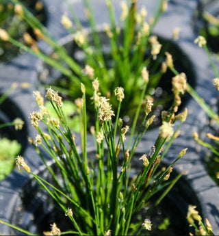 Eleocharis Pusilla Dwarf Hairgrass potted freshwater aquarium plant (Buy 2, Get 1 Free)