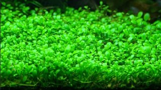 Glossostigma elatinoides Mat Live Aquarium Plant Mat 10X10