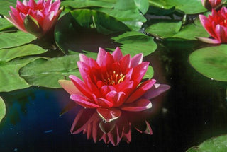 Nymphaea Attraction Water Garden Pond Plant Tuber/Rhizome