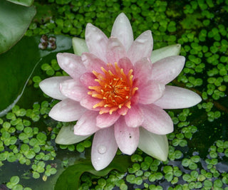 Nymphaea Pink Fabiola Water Garden Pond Plant Tuber/Rhizome (Buy 2, Get 1 Free)