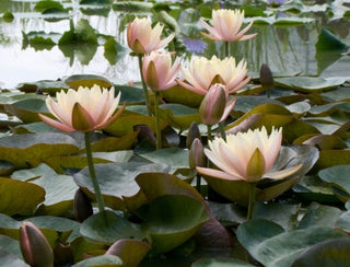 Nymphaea Mangkala Ubol Water Garden Pond Plants (Buy 2, Get 1 Free)