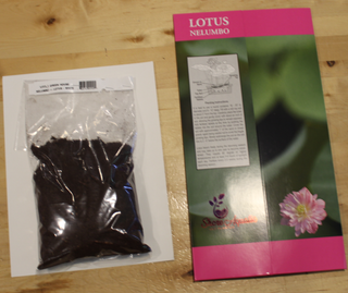 Little Green House - Nelumbo -  Lotus - White - Tuber with dirt