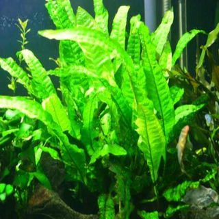 Java Fern Leptochilus pteropus aquarium freshwater plants 4,8, or 12 pack, Buy 2 Get 1 FREE