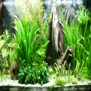 Java Fern Leptochilus pteropus aquarium freshwater plants 4,8, or 12 pack, Buy 2 Get 1 FREE