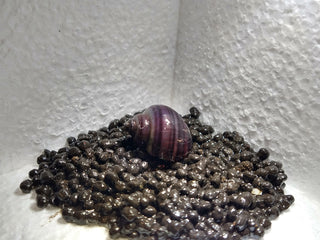 Mystery Snails (Pomacea Bridgesii) Freshwater Snails Algae Eaters several colors to chose from