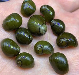 Olive Tiger Eye Snails (Neritina reclivata) Beautiful and Hardy Freshwater Aquarium Snails