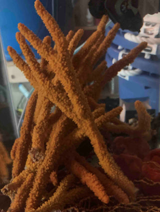 Yellow/Orange Tree Sponge Seahorse Hitch