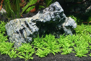 Pogostemon Helferi tissue culture plant cup for freshwater aquarium