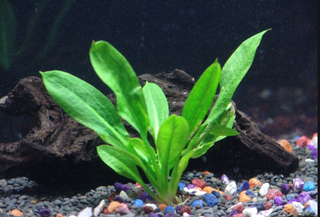 Rosette Sword Echinodorus Parviflorus, aquarium plant-Buy 2 Get 1 Free