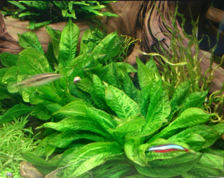 Rosette Sword Echinodorus Parviflorus, aquarium plant-Buy 2 Get 1 Free