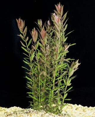 Rotala rotundifolia Aquatic plant