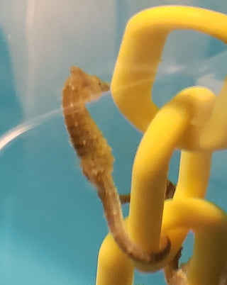 Captive Bred Saddled Hippocampus Erectus Seahorses