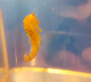 Captive Bred Saddled Hippocampus Erectus Seahorses