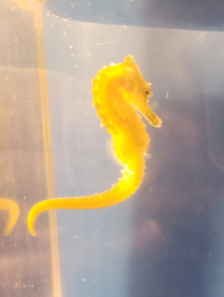 Captive Bred Saddled Hippocampus Erectus Seahorses